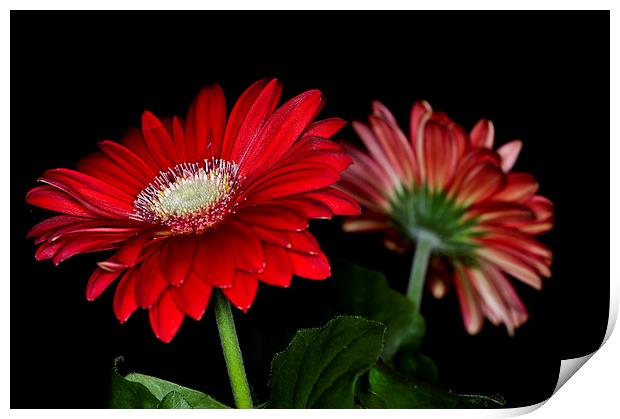 Red Gerbera 3 Print by Steve Purnell