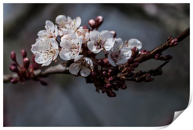 Hawthorn Blossom Print by Steve Purnell