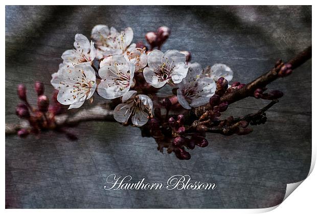 Delicate Dances of Hawthorn Blossom Print by Steve Purnell