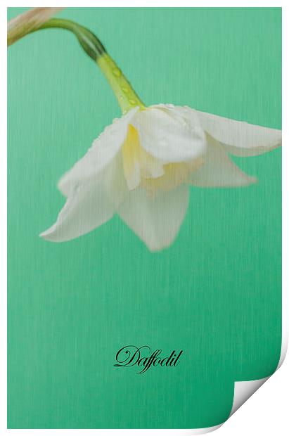 Daffodil On Green Print by Steve Purnell