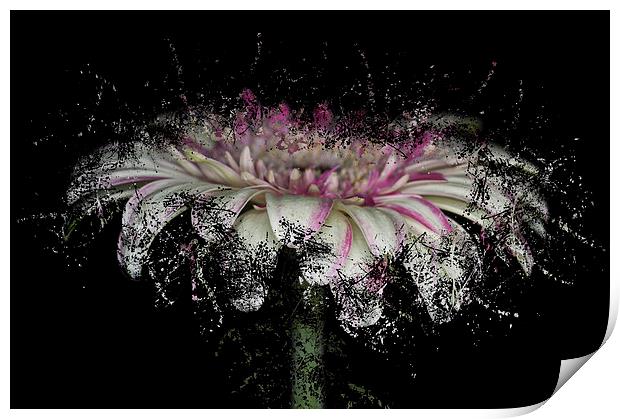 Fractured Gerbera Print by Steve Purnell