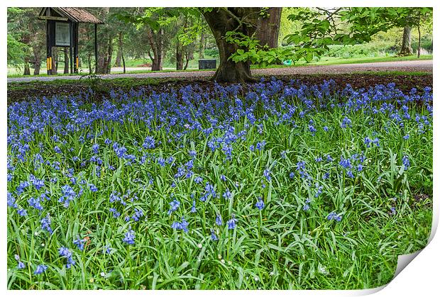 Bute Park Bluebells Print by Steve Purnell