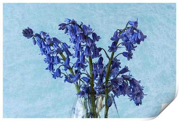 Bluebells 1 Print by Steve Purnell