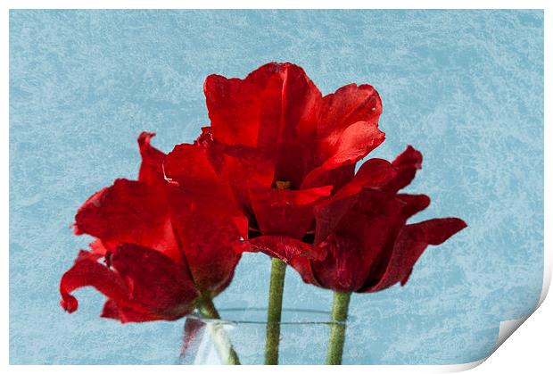 Tulips 1 Print by Steve Purnell