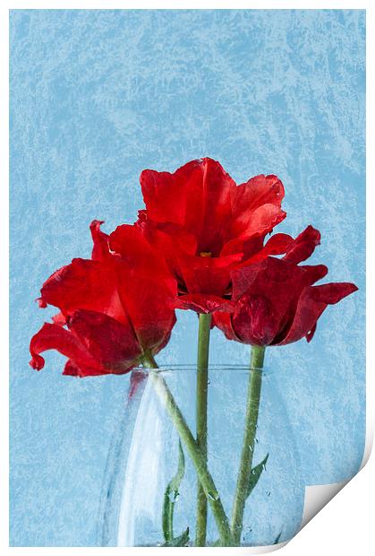 Tulips 2 Print by Steve Purnell