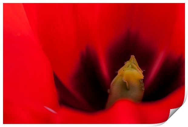 Tulip Macro 2 Print by Steve Purnell