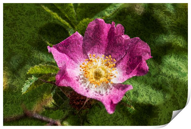 Dog Rose Textured Print by Steve Purnell