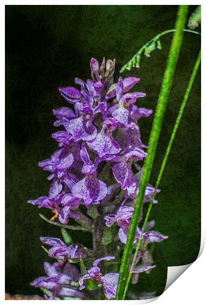 Common Spotted Orchid Textured Print by Steve Purnell