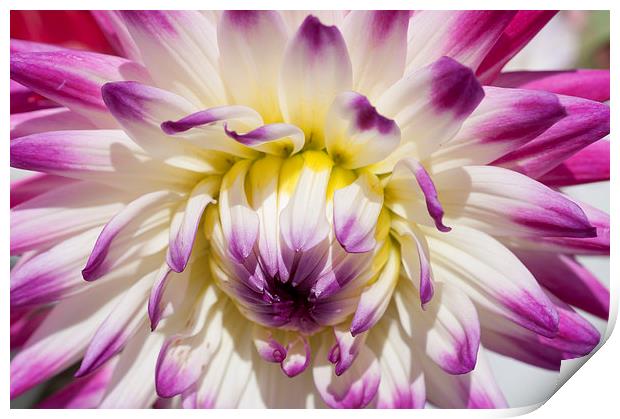The Delicate Summer Beauty of Dahlia Print by Steve Purnell