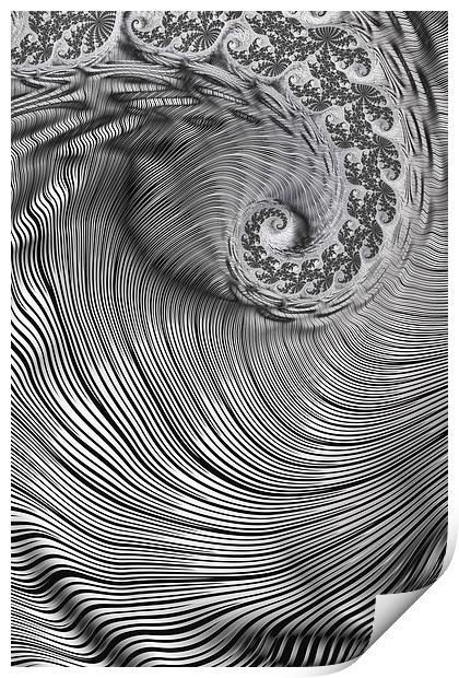 Zebra Swirls Print by Steve Purnell