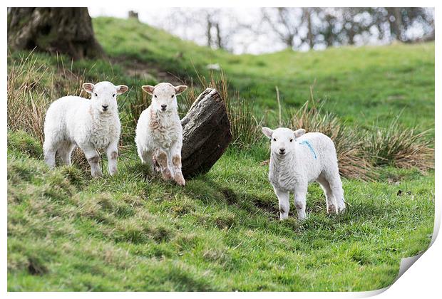Three Little Lambs Print by Steve Purnell