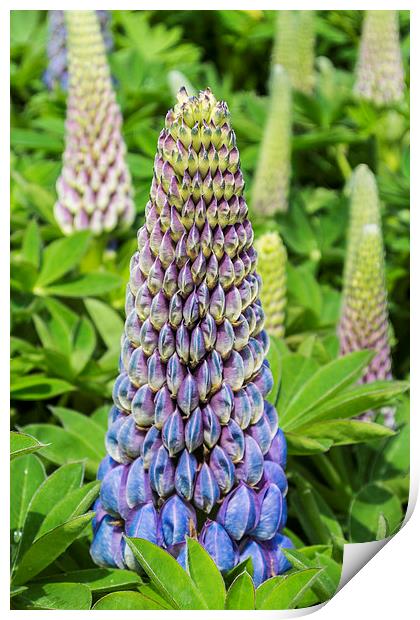 Blue Lupin Print by Steve Purnell
