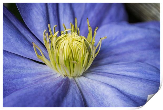 Purple Clematis Print by Steve Purnell