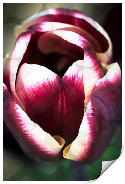 Dreamy Tulip Print by Steve Purnell