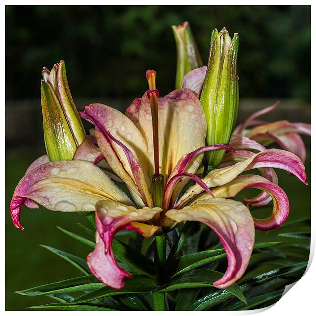 Lily In The Rain Print by Steve Purnell