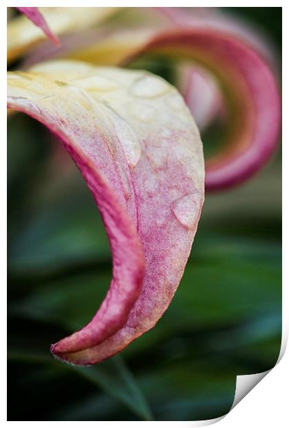 Lily Petal Print by Steve Purnell