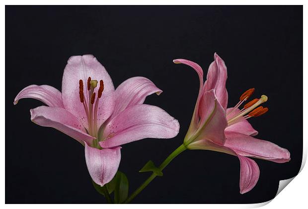 Pink Lilies 1 Print by Steve Purnell