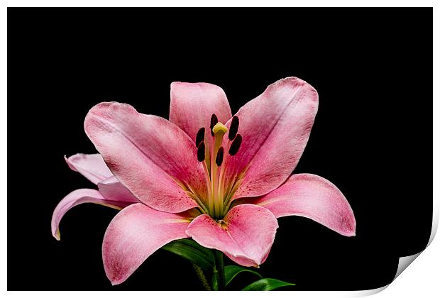 Fragile Beauty of Pink Lilies Print by Steve Purnell