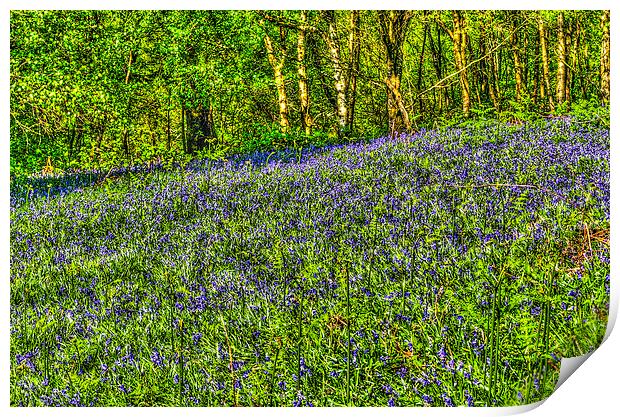 Bluebell Woods Painterly Print by Steve Purnell