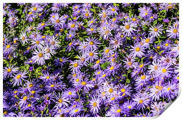 Asters Print by Steve Purnell