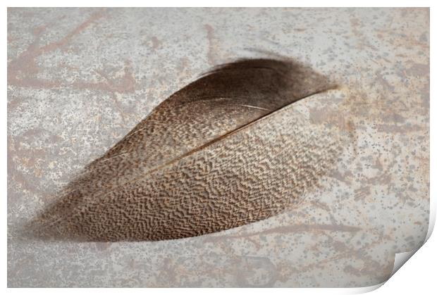 Bronze Mallard Feather Textured 1 Print by Steve Purnell