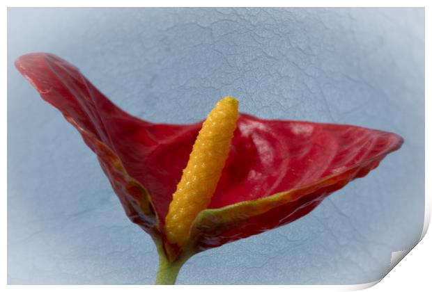 Flamingo Flower 3 Print by Steve Purnell