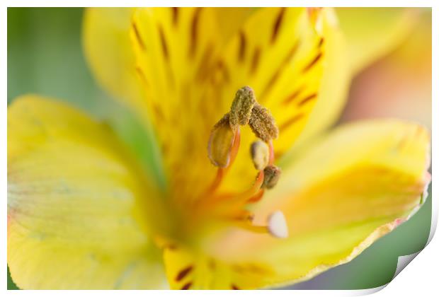 Peruvian Lily Print by Steve Purnell