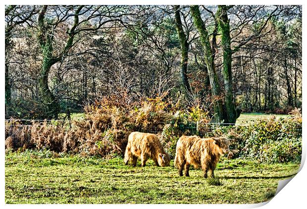 Highland Cows Print by Steve Purnell