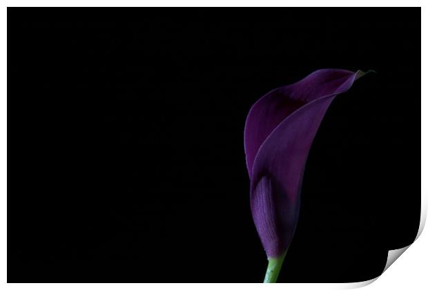 The Calla Purple 2 Print by Steve Purnell