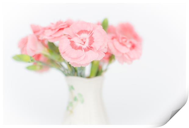 Pink Carnations 2 Print by Steve Purnell