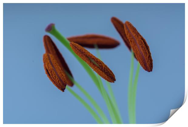 Lily Macro 3 Print by Steve Purnell
