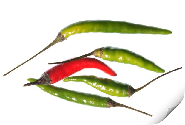 Odd Chilli Out Print by Steve Purnell