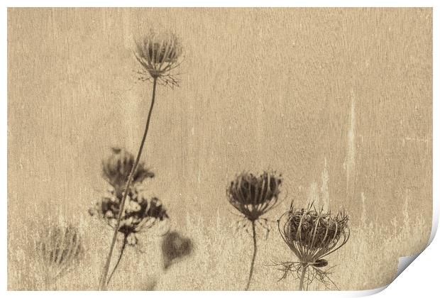 Queen Annes Lace 3 Print by Steve Purnell