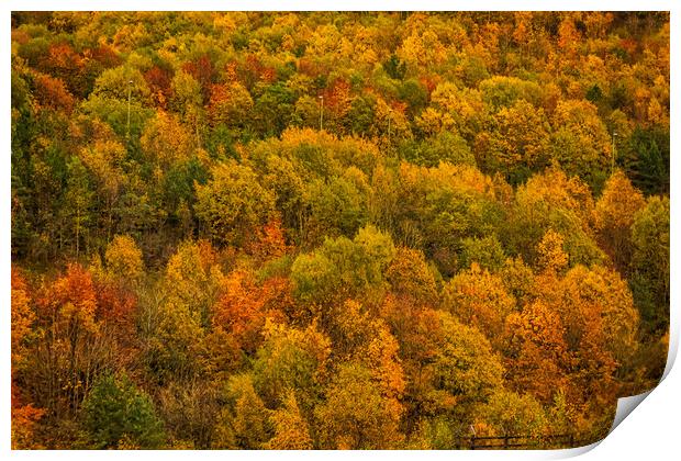 Autumn Gold Print by Steve Purnell