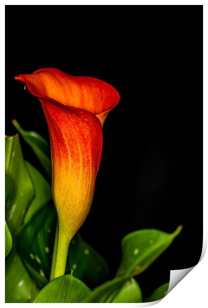 Orange Calla 3 Print by Steve Purnell