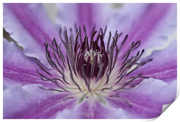 Clematis Print by Steve Purnell