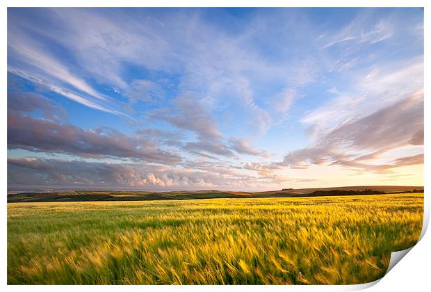 Barley On Willingcott Hill Print by Andrew Wheatley