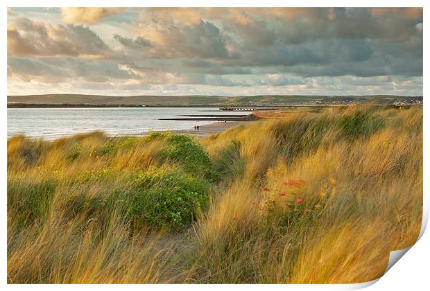 Last light On Instow Sand Dunes Print by Andrew Wheatley
