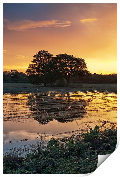 Sunset trees Print by andrew bowkett