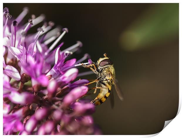 Hover fly Print by andrew bowkett