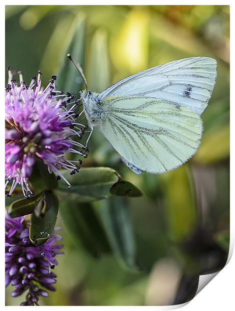 Green veined butterfly Print by andrew bowkett