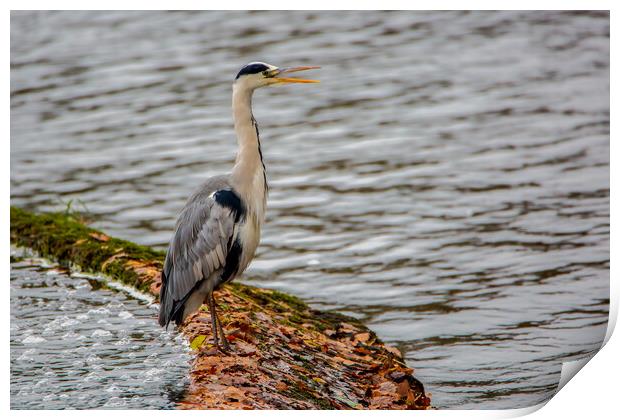 The Grey Heron Print by Roger Green