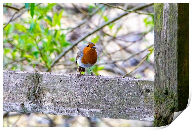 Robin Redbreast Print by Roger Green