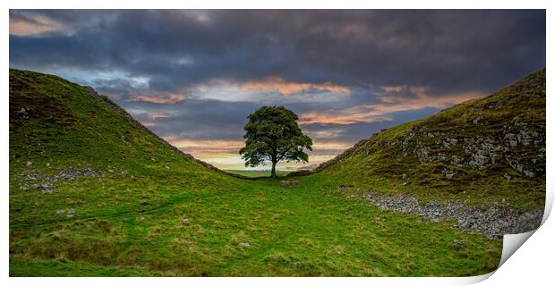 Sycamore Gap Print by Roger Green