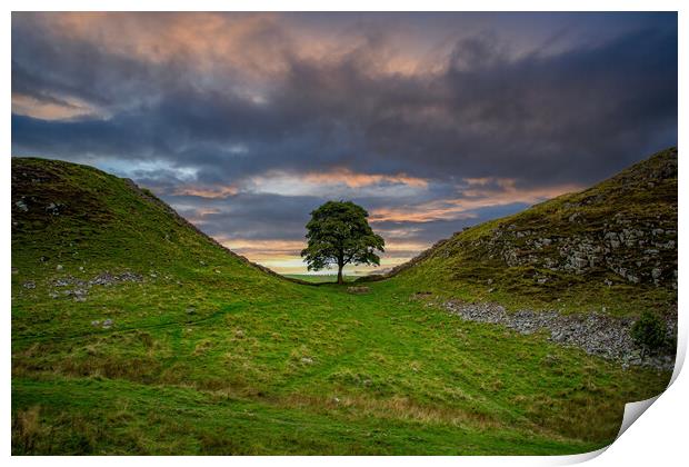 Sycamore Gap Print by Roger Green