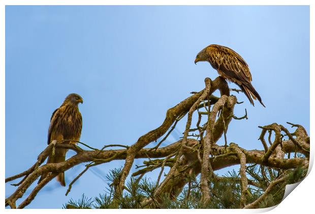 Pair of Perched Red Kites Print by Roger Green