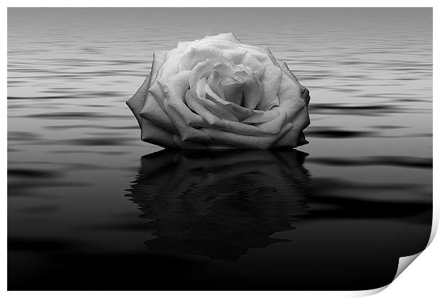 White Rose Reflected Print by Roger Green