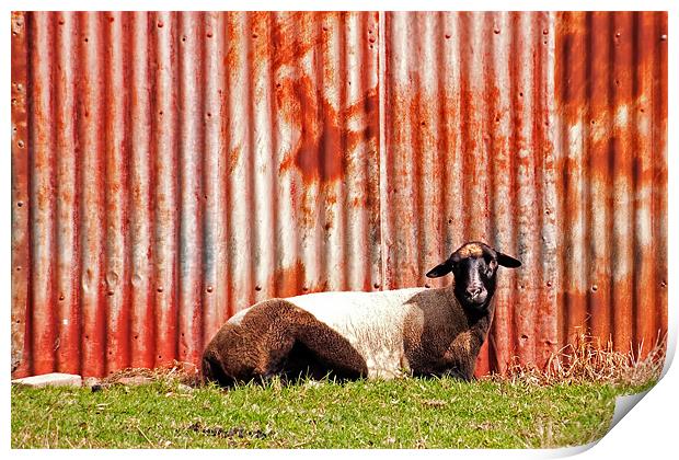 Goat at Rest Print by Roger Green