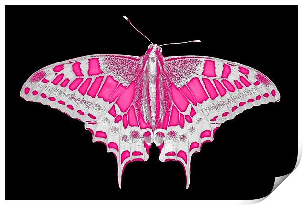 Pink Butterfly Print by Roger Green