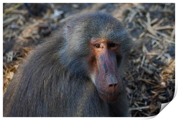 Baboon Print by Roger Green